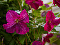 Clematis Little Butterfly IMG_4372 Powojnik